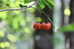 Harpullia arborea